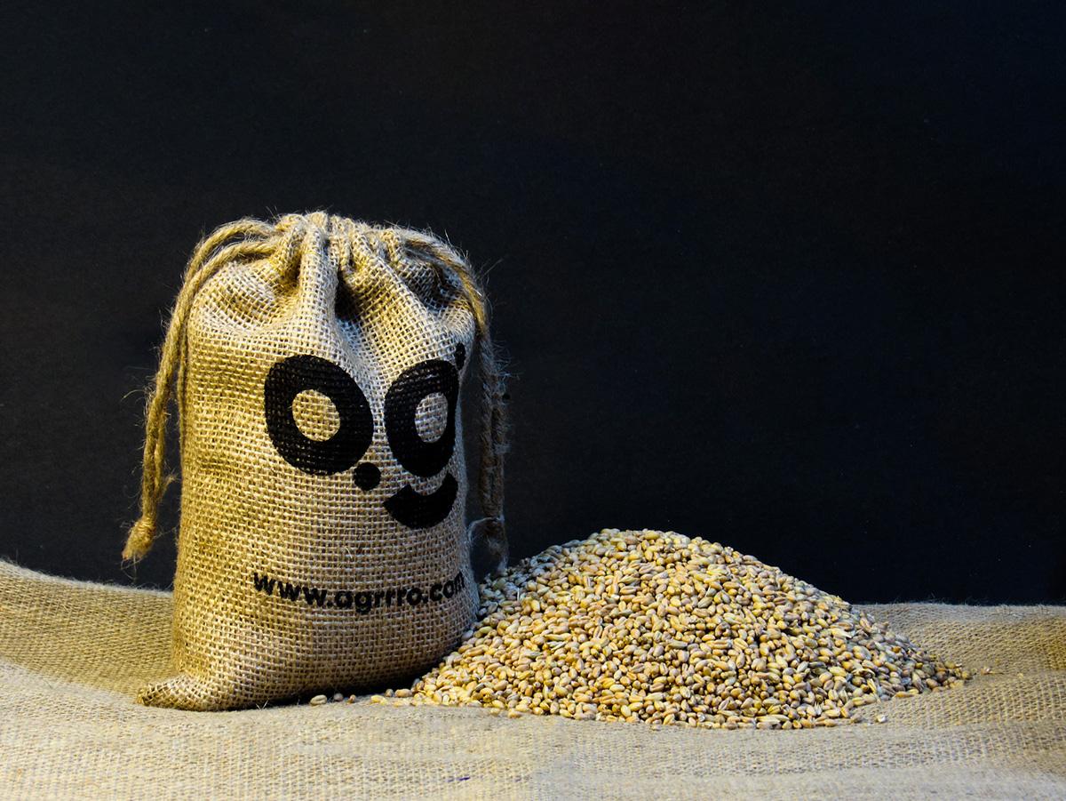 organic wheat, sprouted wheat, wheat sprouts packed in a jute potli and placed on a jute cloth with black background. Buy organic wheat from agrrro with eco friendly packaging.