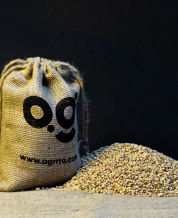 organic wheat, sprouted wheat, wheat sprouts packed in a jute potli and placed on a jute cloth with black background. Buy organic wheat from agrrro with eco friendly packaging.